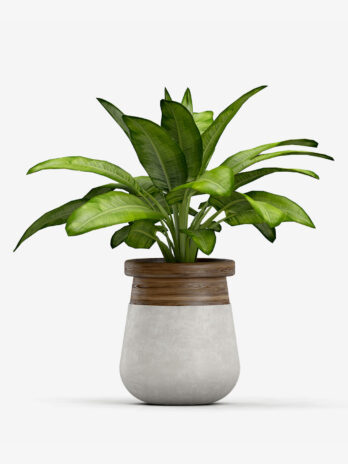 Lakhes Basics Artificial Monstera Plant